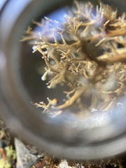 Sphaerophorus venerabilis