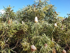 Banksia menziesii