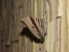 Amathusia ochraceofusca