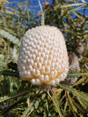 Banksia menziesii