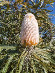 Banksia menziesii