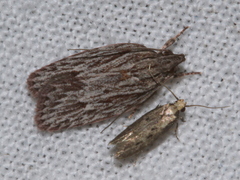 Leistarcha scitissimella
