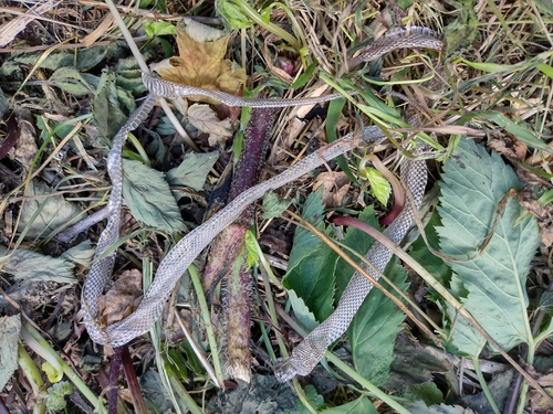 Smukovi (Colubridae)
