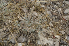 Astragalus amphioxys musimonum
