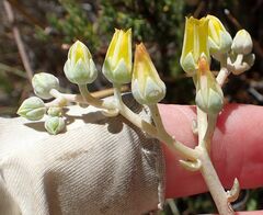 Dudleya abramsii abramsii