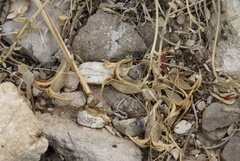 Astragalus amphioxys musimonum