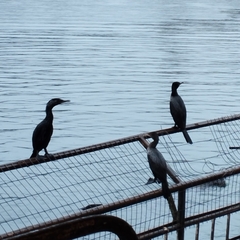 Nannopterum brasilianum