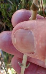 Dudleya abramsii abramsii