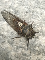 Tibicina