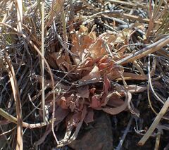 Dudleya abramsii abramsii