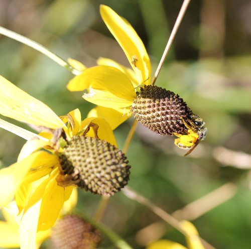 pinnate prairie coneflower (Ratibida pinnata)