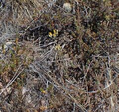 Dudleya abramsii abramsii