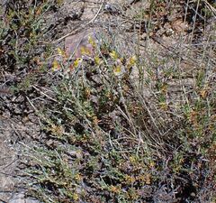 Dudleya abramsii abramsii