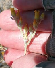 Dudleya abramsii abramsii
