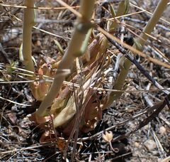 Dudleya abramsii abramsii
