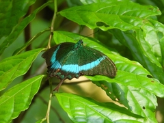 Papilio palinurus