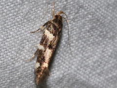 Macrobathra ceraunobola