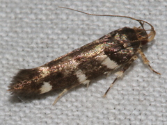 Macrobathra ceraunobola