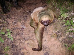 Linnaeus's Two-Toed Sloth photo 2