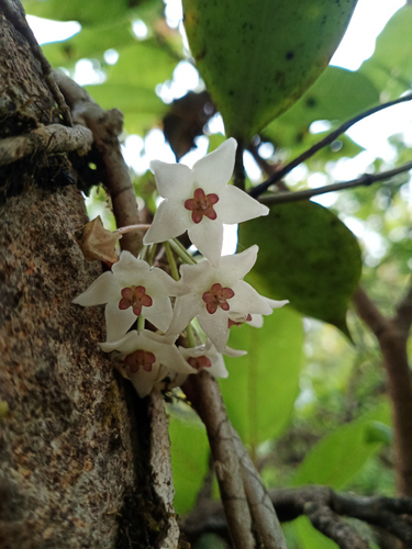 Hoya wightii Hook.f. 3