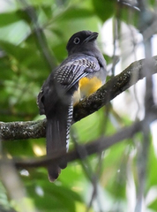 Trogon viridis