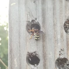 Dianthidium