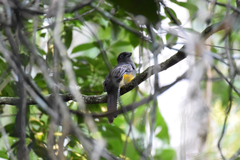 Trogon viridis