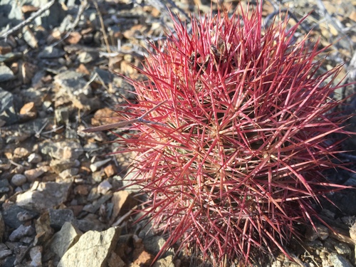 Johnson's Beehive Cactus