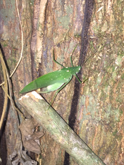 Tettigoniidae