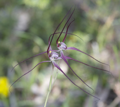 Caladenia chapmanii