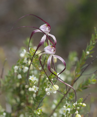 Caladenia chapmanii