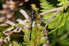 Eusynthemis aurolineata