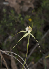 Caladenia citrina