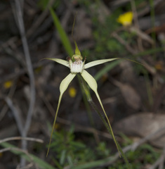 Caladenia citrina