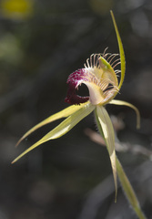 Caladenia thinicola