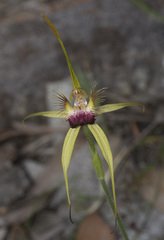 Caladenia thinicola