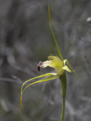 Caladenia infundibularis