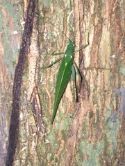 Tettigoniidae