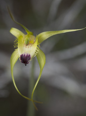 Caladenia infundibularis