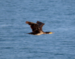 Phalacrocorax carbo
