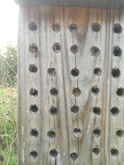 Dianthidium