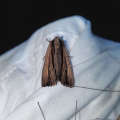 Apamea verbascoides
