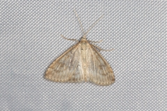 Udea decrepitalis