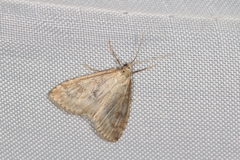 Udea decrepitalis