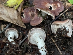 Gerhardtia foliicola