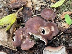 Gerhardtia foliicola