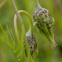 Microseris laciniata