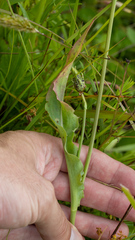Microseris laciniata