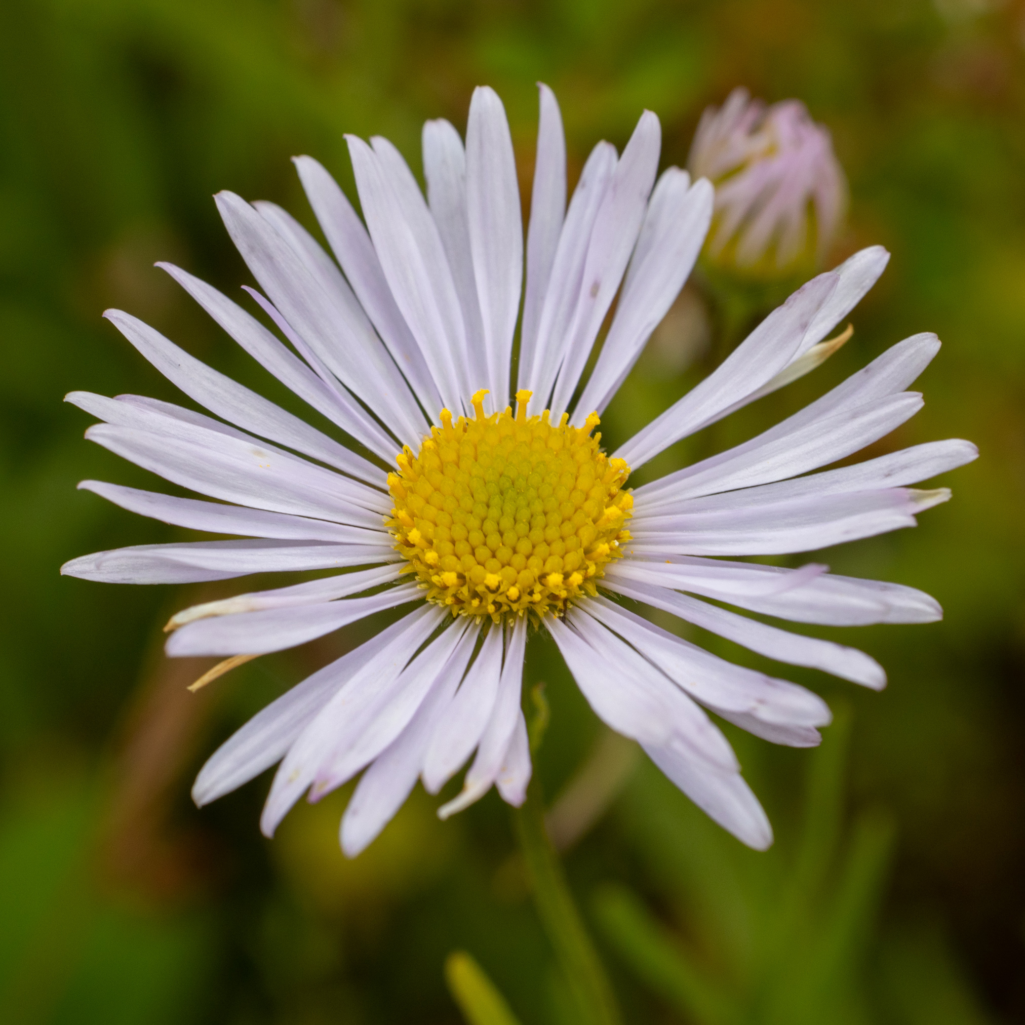 Erigeron decumbens