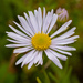Willamette Fleabane - Photo (c) Jeff Ward, some rights reserved (CC BY-NC-SA), uploaded by Jeff Ward